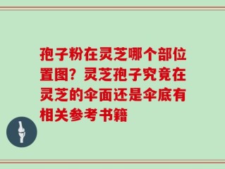 孢子粉在灵芝哪个部位置图？灵芝孢子究竟在灵芝的伞面还是伞底有相关参考书籍