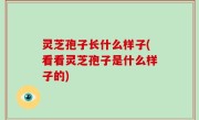 灵芝孢子长什么样子(看看灵芝孢子是什么样子的)