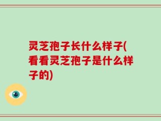 灵芝孢子长什么样子(看看灵芝孢子是什么样子的)