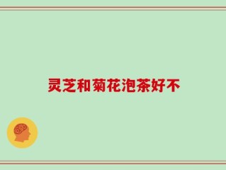 灵芝和菊花泡茶好不