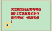 灵芝鹿茸的危害有哪些图片(灵芝鹿茸的副作用有哪些？-健康警示)