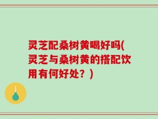 灵芝配桑树黄喝好吗(灵芝与桑树黄的搭配饮用有何好处？)