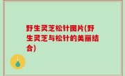 野生灵芝松针图片(野生灵芝与松针的美丽结合)