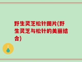 野生灵芝松针图片(野生灵芝与松针的美丽结合)