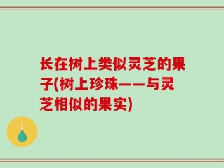 长在树上类似灵芝的果子(树上珍珠——与灵芝相似的果实)