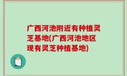 广西河池附近有种植灵芝基地(广西河池地区现有灵芝种植基地)