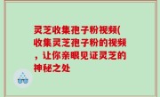 灵芝收集孢子粉视频(收集灵芝孢子粉的视频，让你亲眼见证灵芝的神秘之处