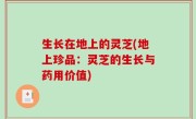 生长在地上的灵芝(地上珍品：灵芝的生长与药用价值)