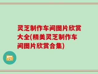 灵芝制作车间图片欣赏大全(精美灵芝制作车间图片欣赏合集)