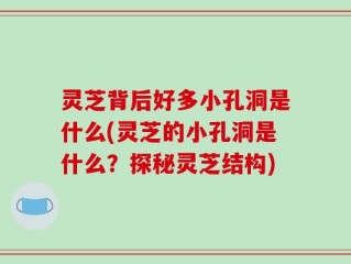 灵芝背后好多小孔洞是什么(灵芝的小孔洞是什么？探秘灵芝结构)