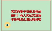 灵芝的孢子粉是怎样的图片？有人买过灵芝孢子粉吗怎么用比较好呢