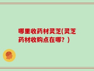 哪里收药材灵芝(灵芝药材收购点在哪？)