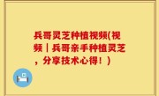 兵哥灵芝种植视频(视频｜兵哥亲手种植灵芝，分享技术心得！)