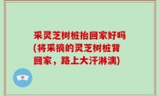 采灵芝树桩抬回家好吗(将采摘的灵芝树桩背回家，路上大汗淋漓)