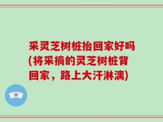 采灵芝树桩抬回家好吗(将采摘的灵芝树桩背回家，路上大汗淋漓)