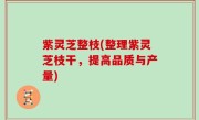 紫灵芝整枝(整理紫灵芝枝干，提高品质与产量)