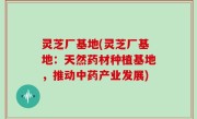 灵芝厂基地(灵芝厂基地：天然药材种植基地，推动中药产业发展)