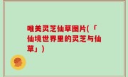 唯美灵芝仙草图片(「仙境世界里的灵芝与仙草」)