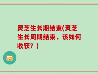 灵芝生长期结束(灵芝生长周期结束，该如何收获？)
