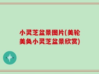 小灵芝盆景图片(美轮美奂小灵芝盆景欣赏)