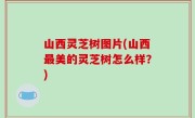 山西灵芝树图片(山西最美的灵芝树怎么样？)