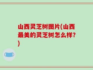 山西灵芝树图片(山西最美的灵芝树怎么样？)