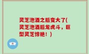 灵芝泡酒之后变大了(灵芝泡酒后龙虎斗，巨型灵芝惊艳！)