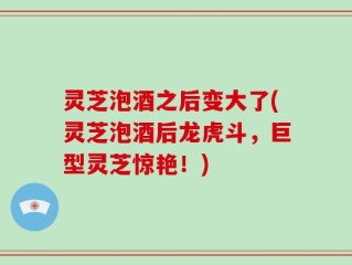 灵芝泡酒之后变大了(灵芝泡酒后龙虎斗，巨型灵芝惊艳！)