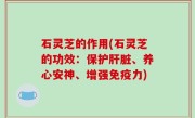 石灵芝的作用(石灵芝的功效：保护肝脏、养心安神、增强免疫力)