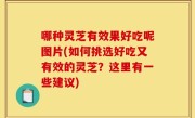 哪种灵芝有效果好吃呢图片(如何挑选好吃又有效的灵芝？这里有一些建议)