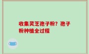 收集灵芝孢子粉？孢子粉种植全过程