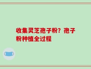 收集灵芝孢子粉？孢子粉种植全过程