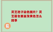 灵芝孢子染色图片？灵芝菌包里面发黄色怎么回事