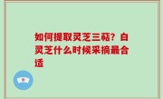 如何提取灵芝三萜？白灵芝什么时候采摘最合适