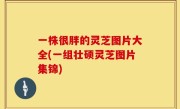 一株很胖的灵芝图片大全(一组壮硕灵芝图片集锦)