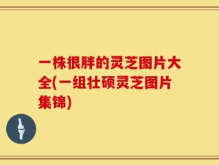 一株很胖的灵芝图片大全(一组壮硕灵芝图片集锦)