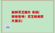 新鲜灵芝图片 采摘(鲜艳登场！灵芝精美照片展示)