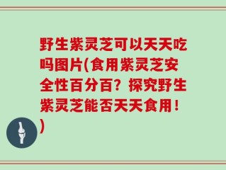 野生紫灵芝可以天天吃吗图片(食用紫灵芝安全性百分百？探究野生紫灵芝能否天天食用！)