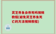 灵芝养鱼会养死吗视频教程(避免灵芝养鱼死亡的方法视频教程)