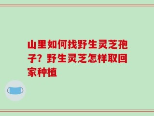 山里如何找野生灵芝孢子？野生灵芝怎样取回家种植