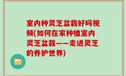 室内种灵芝盆栽好吗视频(如何在家种植室内灵芝盆栽——走进灵芝的养护世界)