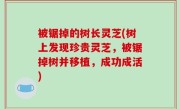 被锯掉的树长灵芝(树上发现珍贵灵芝，被锯掉树并移植，成功成活)
