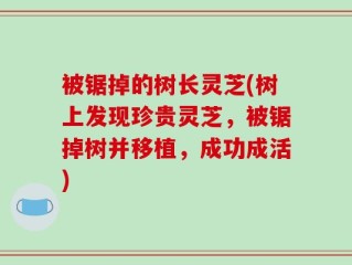 被锯掉的树长灵芝(树上发现珍贵灵芝，被锯掉树并移植，成功成活)