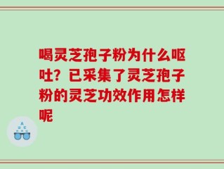 喝灵芝孢子粉为什么呕吐？已采集了灵芝孢子粉的灵芝功效作用怎样呢
