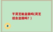 干灵芝能盆栽吗(灵芝适合盆栽吗？)