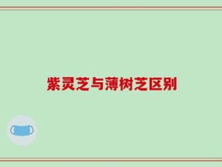 紫灵芝与薄树芝区别