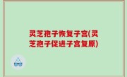 灵芝孢子恢复子宫(灵芝孢子促进子宫复原)