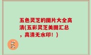 五色灵芝的图片大全高清(五彩灵芝美图汇总，高清无水印！)