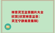 禅意灵芝盆景图片大全欣赏(欣赏禅意盆景：灵芝宁静美景集锦)