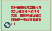 森林拍摄的灵芝图片真实(壮美森林中的珍稀灵芝，摄影师成功捕捉到难得一见的视觉盛宴！)